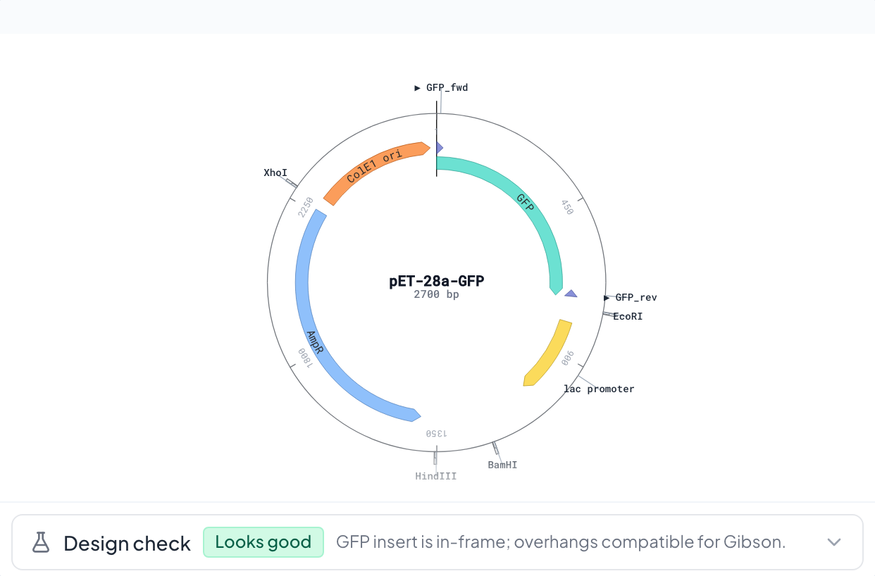 Plasmid map and sequence editor