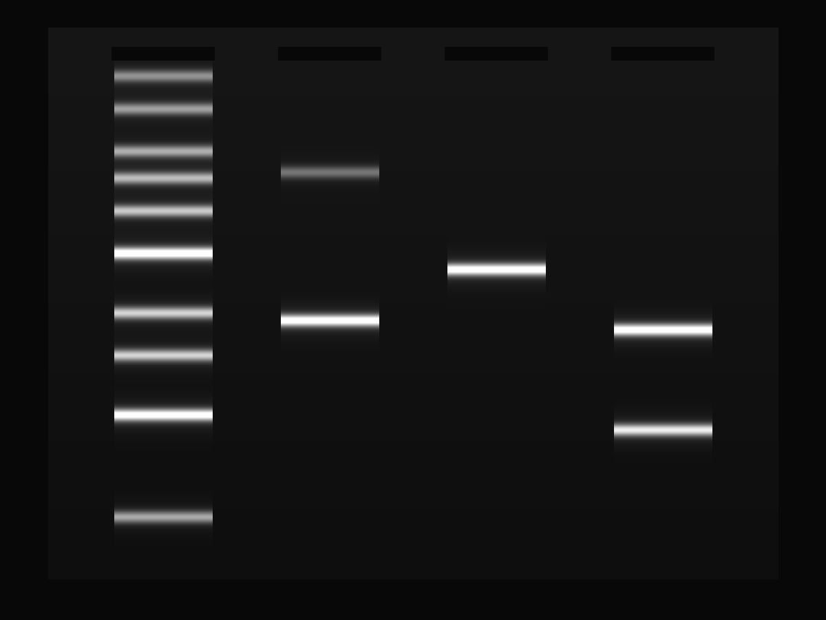 Virtual gel: a 1 kb ladder, uncut pUC19, a single EcoRI band at 2.7 kb, and EcoRI plus ScaI bands at 1.8 and 0.9 kb